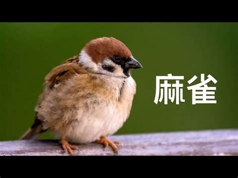 自來鳥麻雀|為何自來雀遠離？風水師教改運